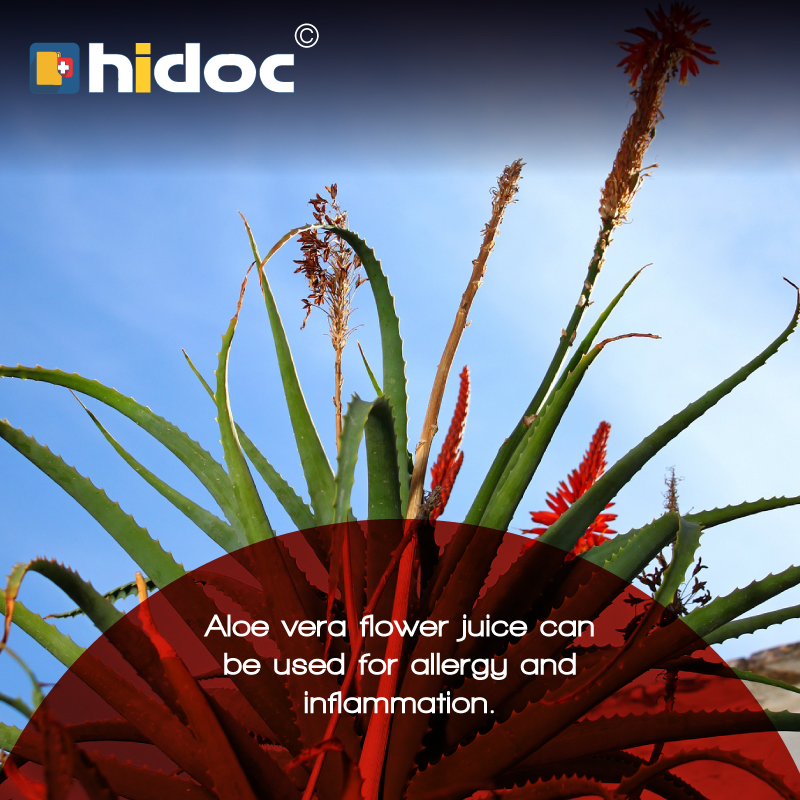 Health Tip - Aloe vera flower juice can be used for allergy and inflammation.
